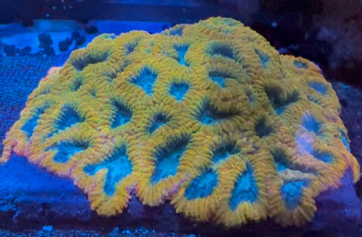 Favia of the Gods $60