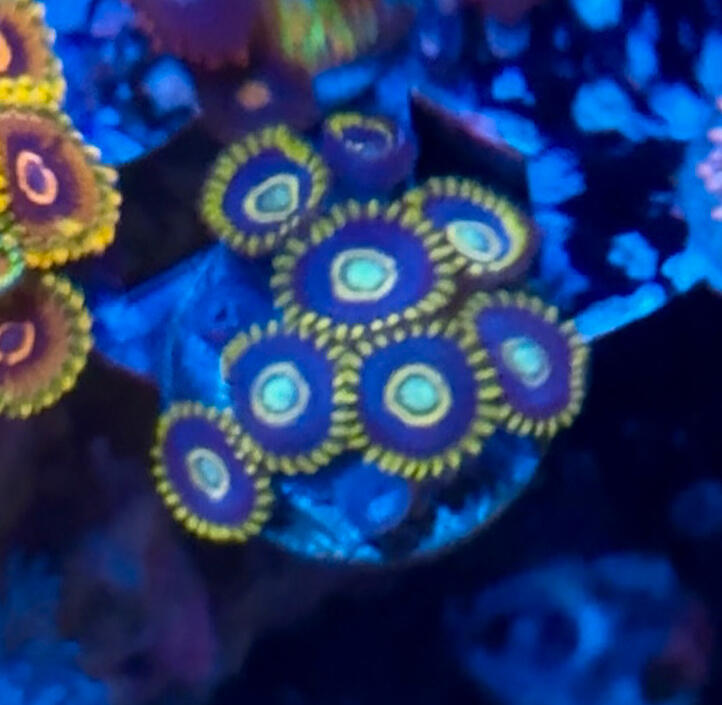 Purple Hornet Zoa $40