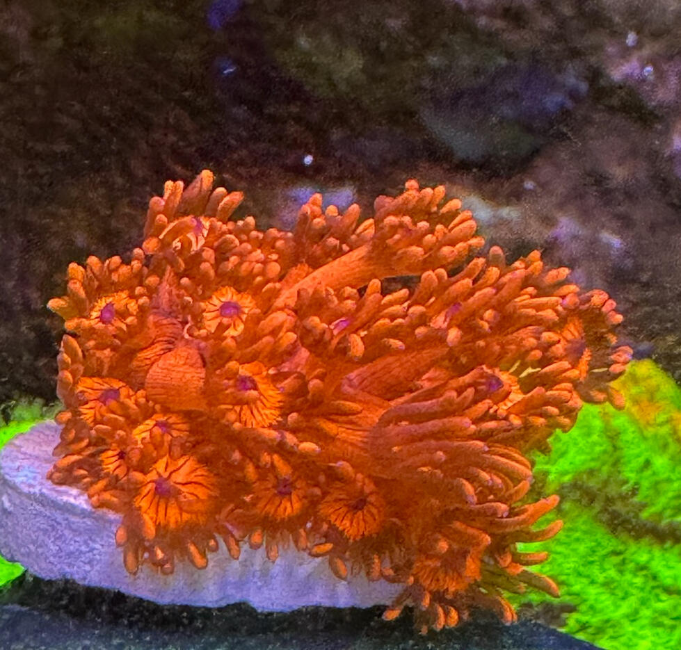 Ora Red Goniapora $80