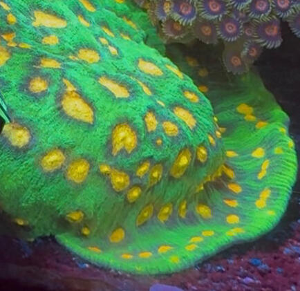 JF Raja Rampage Chalice $40