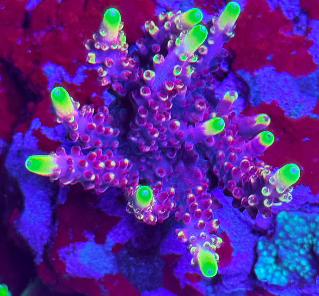 JF Fox Flame Acro $60