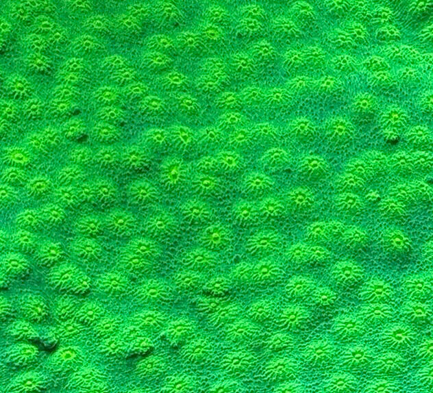 Hollywood Stunner Chalice $30