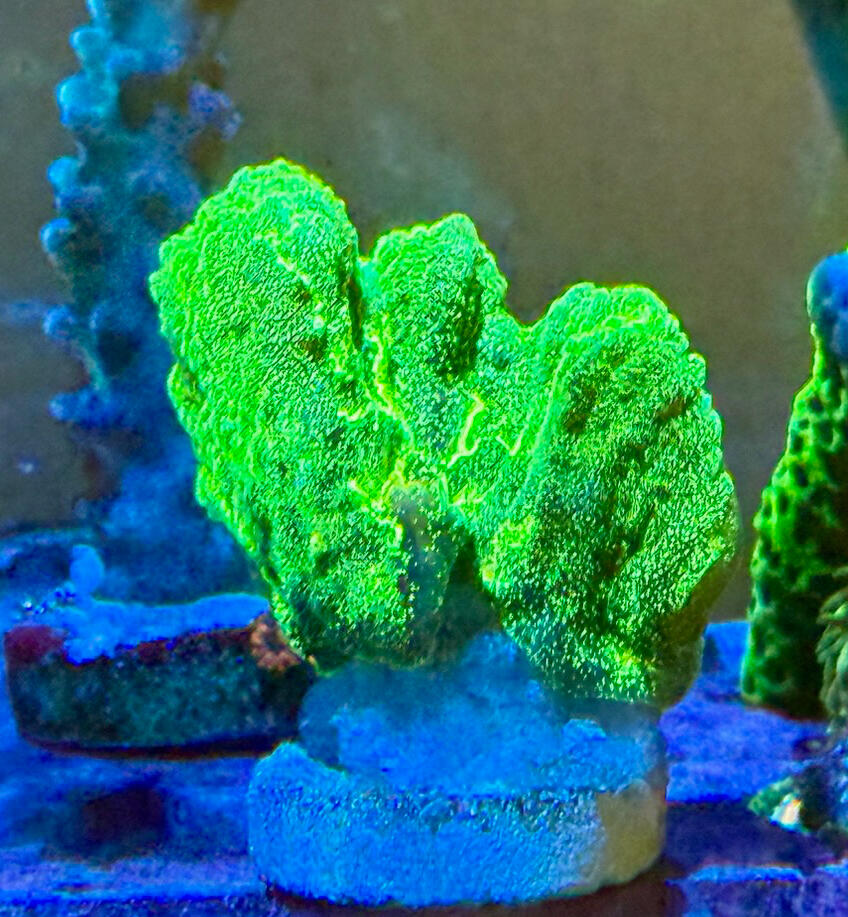 Space Invader Pectinia $60