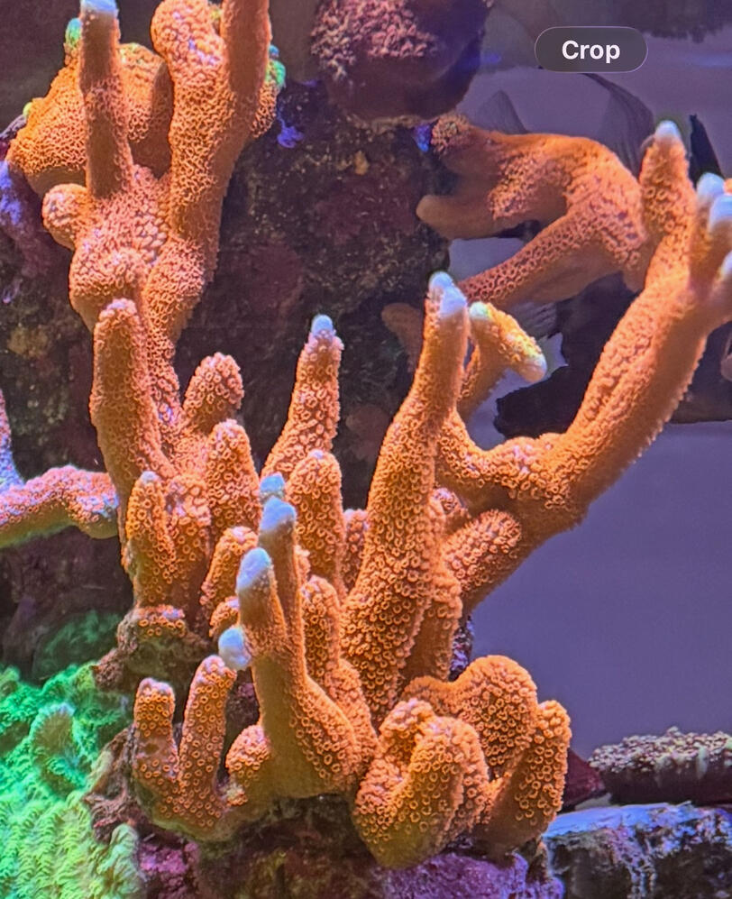Bubblegum Digitata Montipora $50