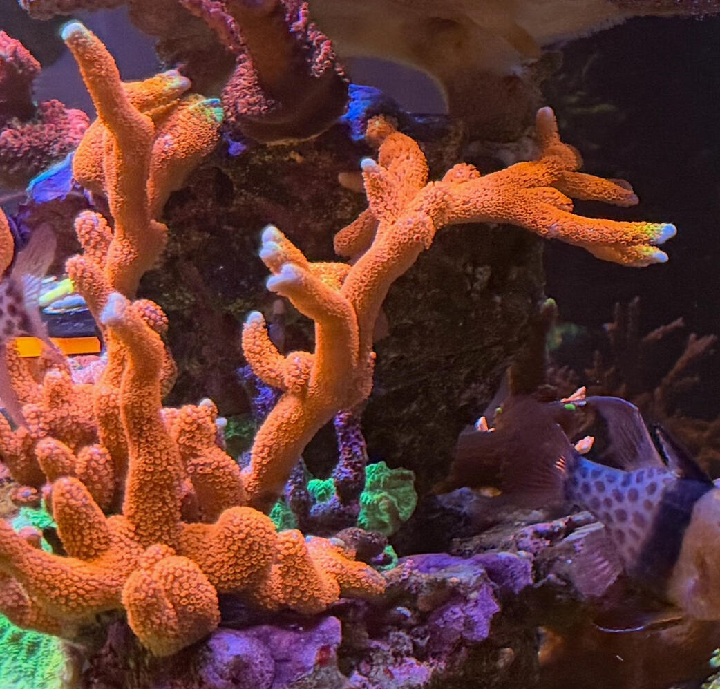 Bubblegum Digitata Montipora $50
