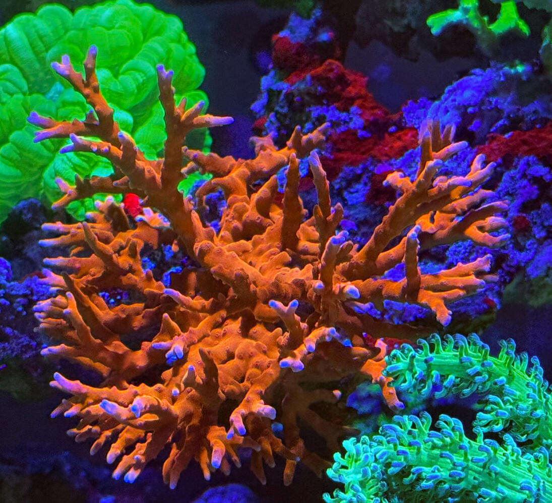 JF TNT Anacropora $50