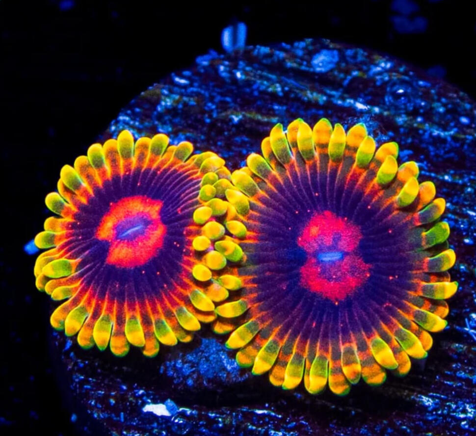 Mind Trick Zoa $45/2polyp