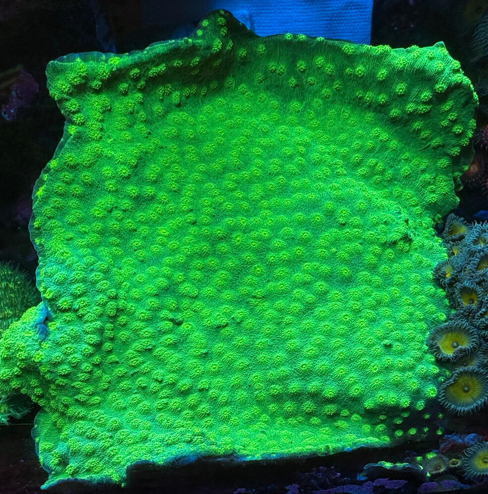 Hollywood Stunner Chalice $30