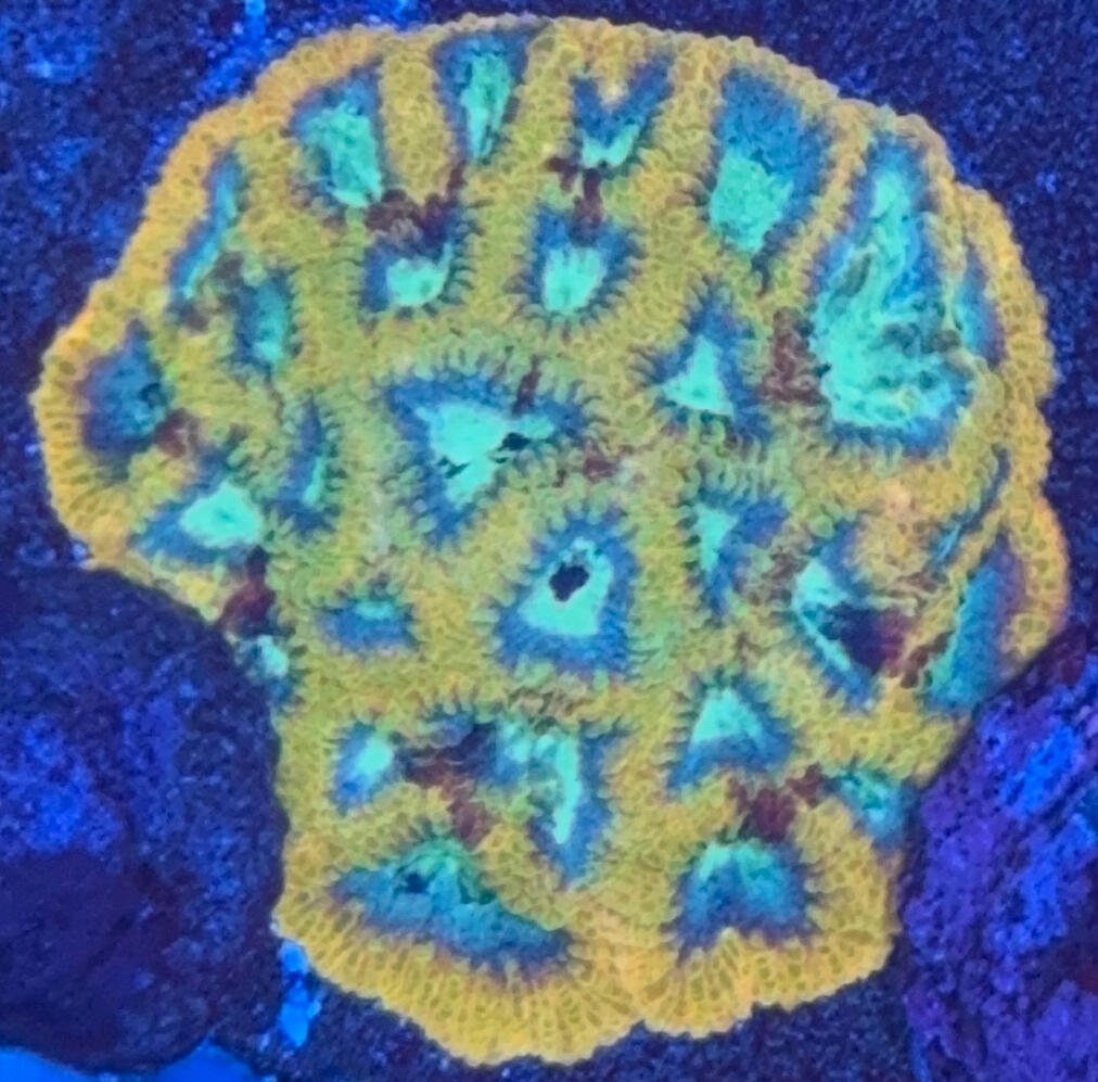 JF Yellow Submarine Favia $60