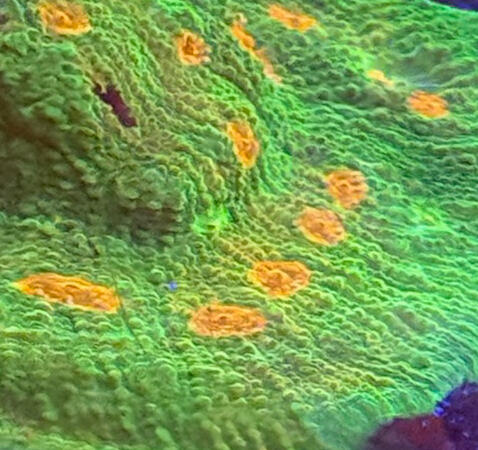 Mommy Eye Chalice $40