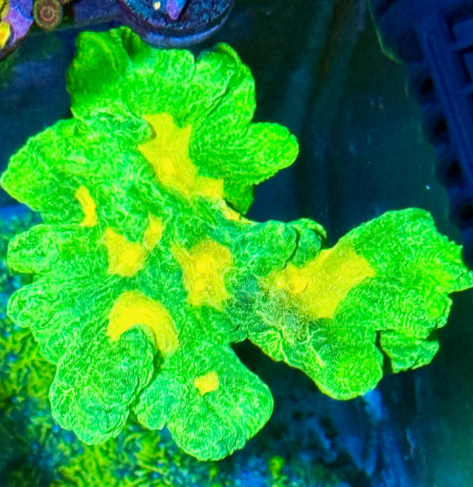 Space Invader Pectinia $60