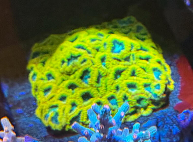 Favia of the Gods $60