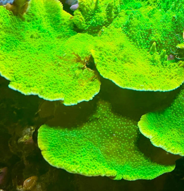 Toxic Green Montipora Cap $30
