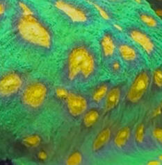 JF Raja Rampage Chalice $40