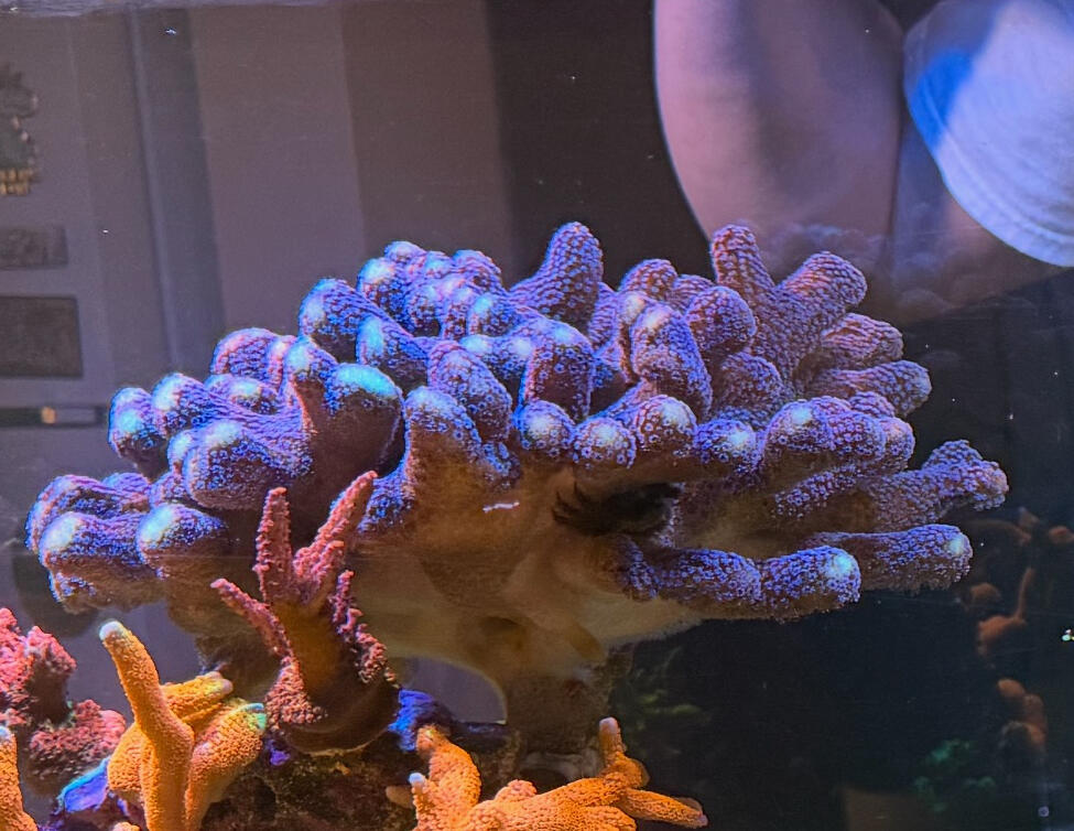 Purple Stylophora $45