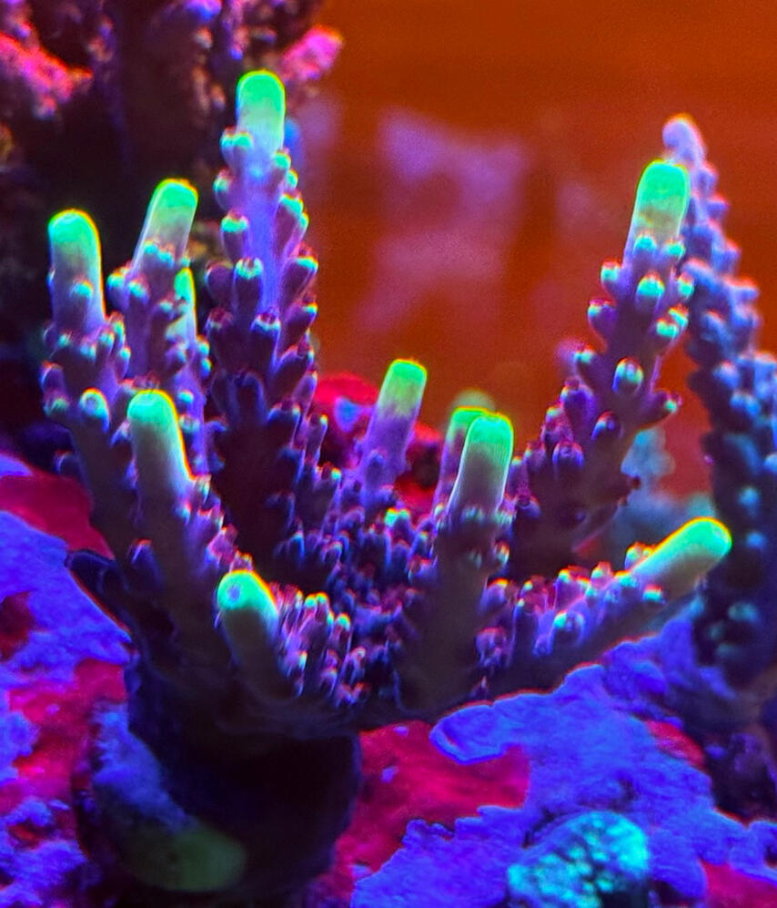 JF Fox Flame Acro $60