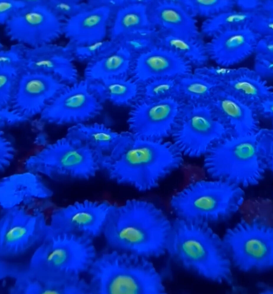 WWC AOI Zoa $40