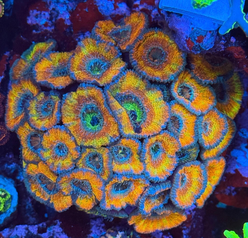 Faucibus nisl tincidunt