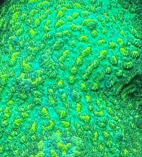 JF Limelight Hydnophora $40