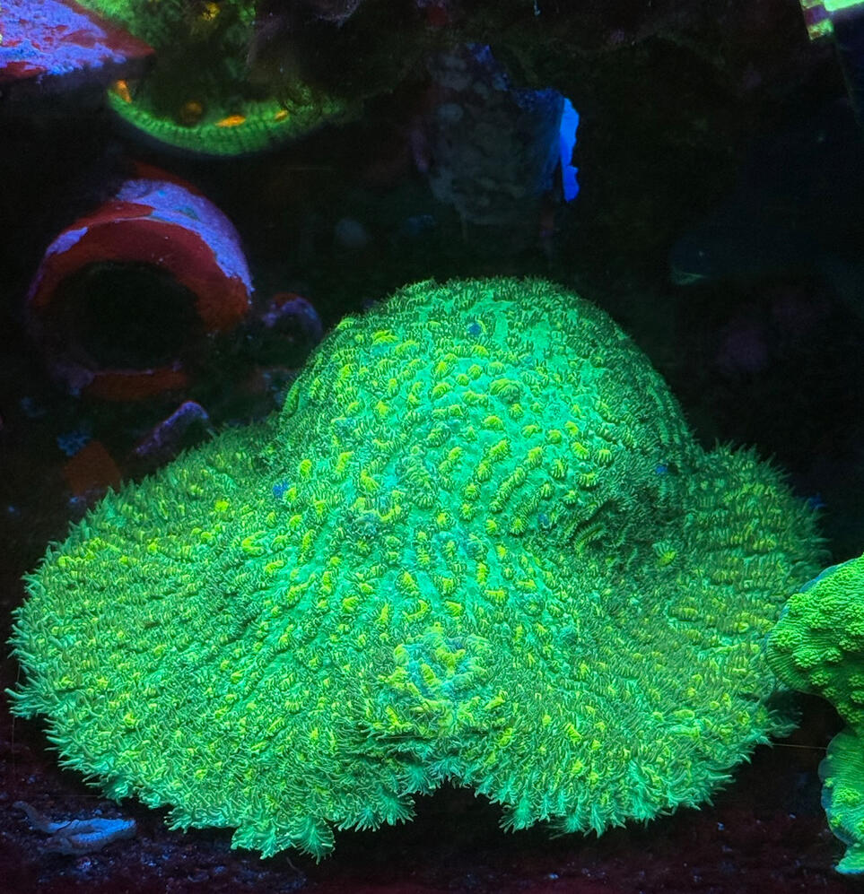 JF Limelight Hydnophora $40