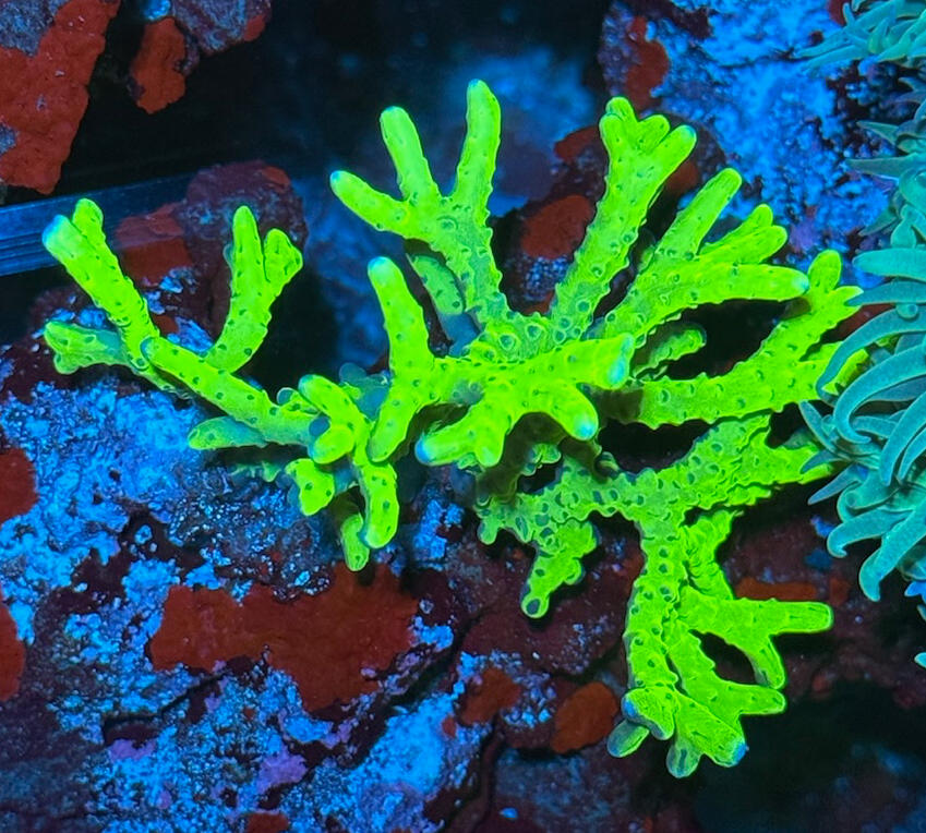 RR Golden Rod Anacropora $40