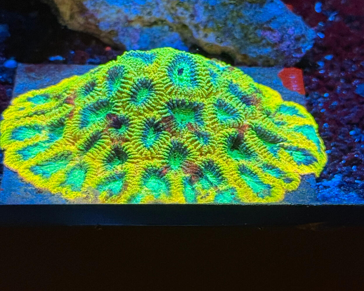 JF Yellow Submarine Favia $60