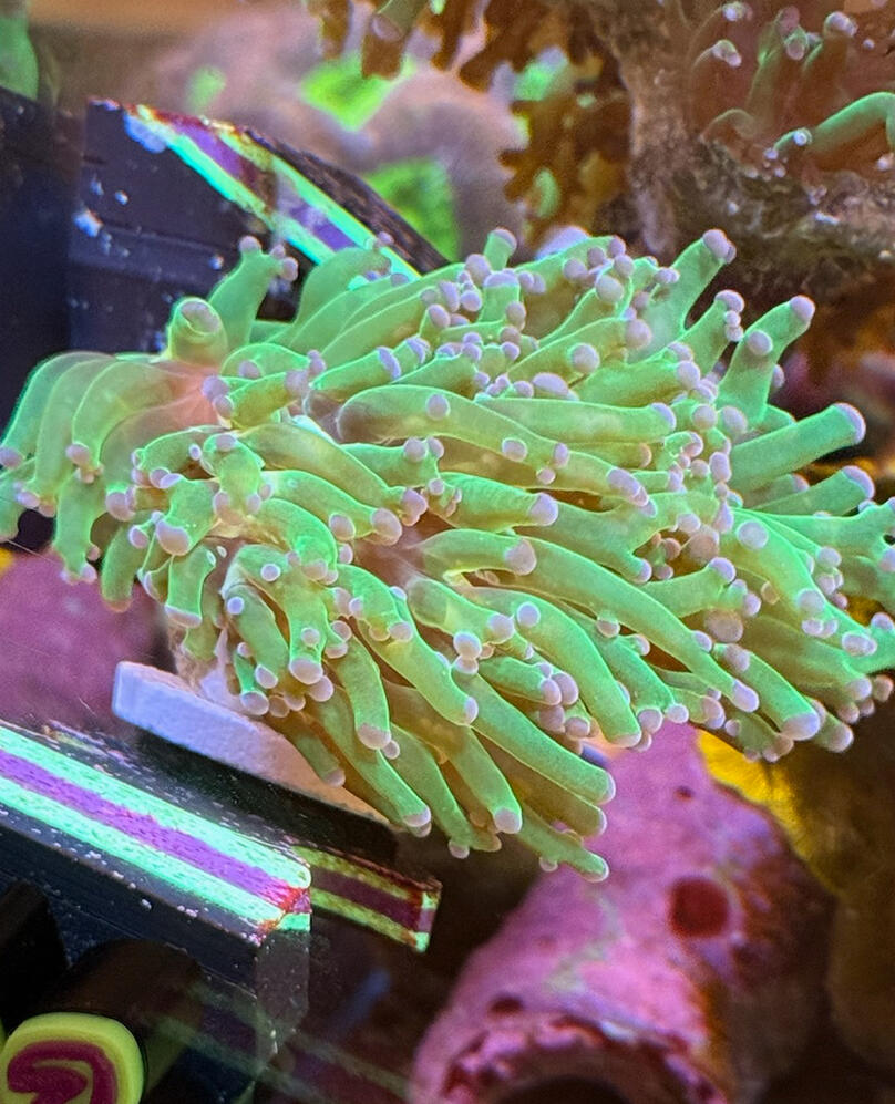OC Frogspawn $30