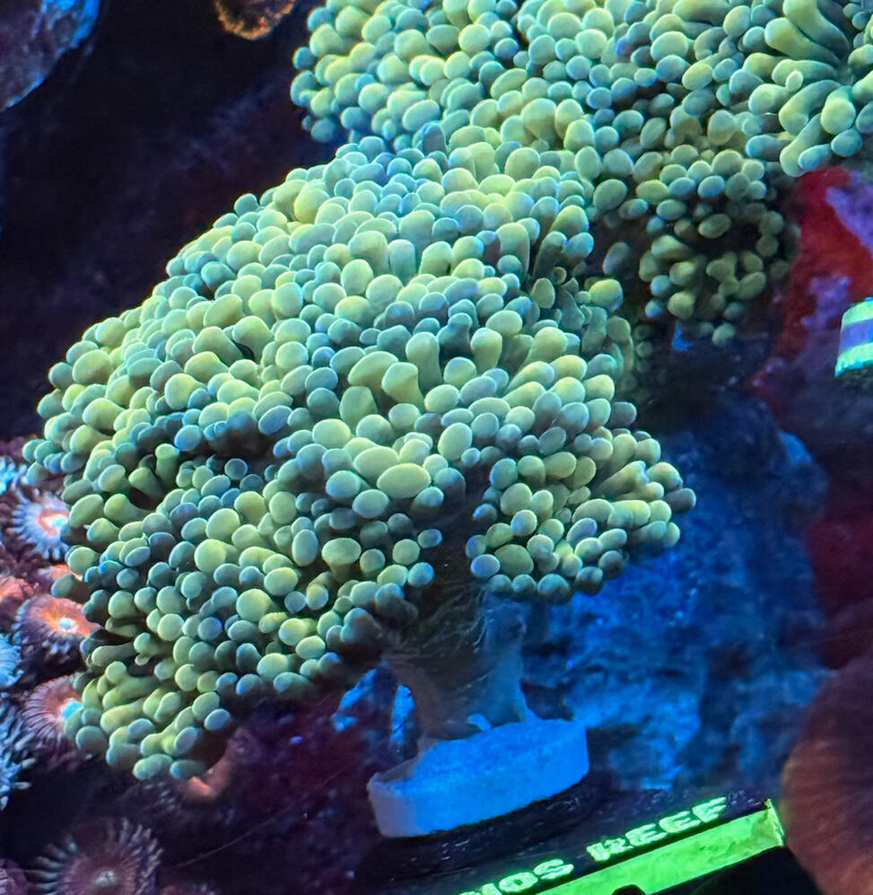 Gold Hammer $35/Head