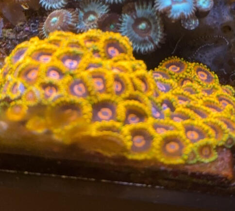 Mind Trick Zoa $45/2polyp