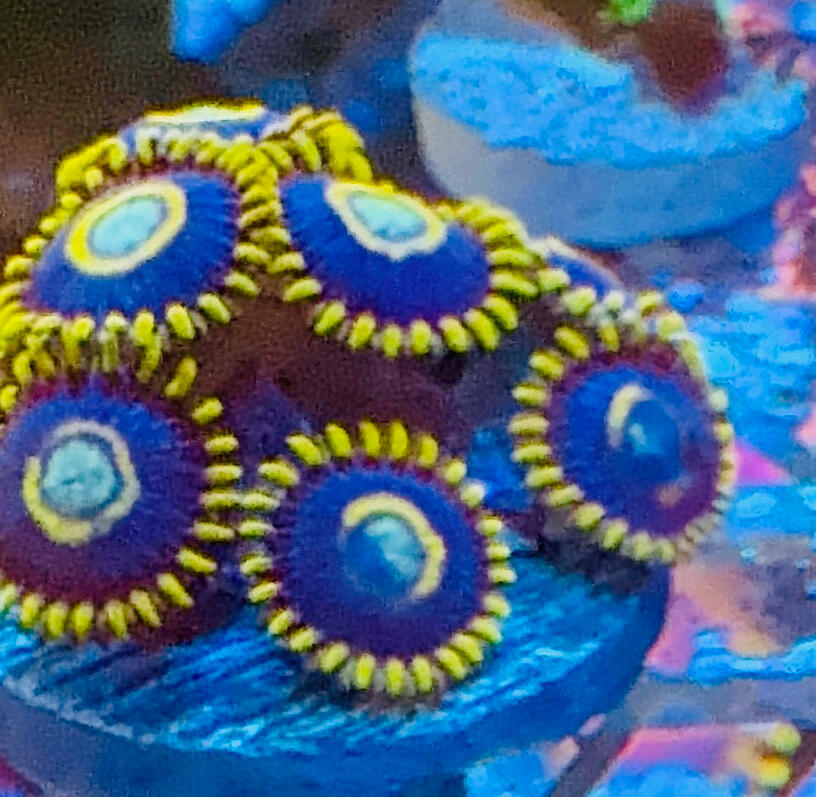 Purple Hornet Zoa $40
